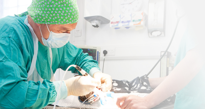 Veterinarian performing surgery on animal using anaesthetic
